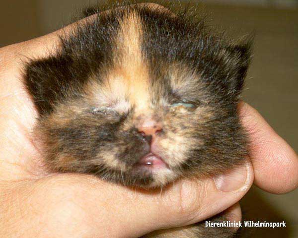 Kitten van 14 dagen met een dicht oog en een pussend oog tgv een oogontsteking